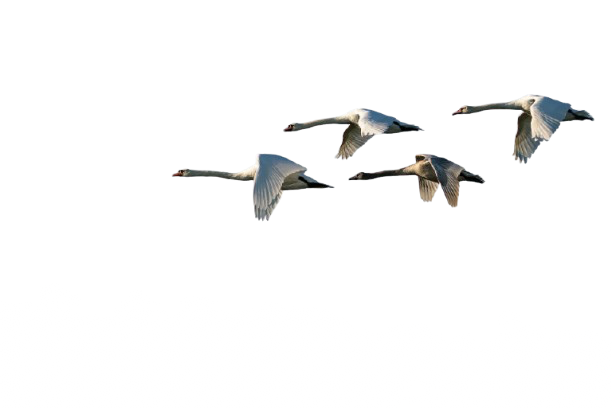 apnear40 swans 9399436 1920 removebg preview